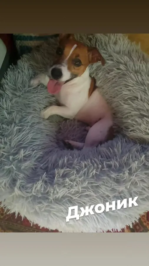 Собака Джонник на передержке за городом