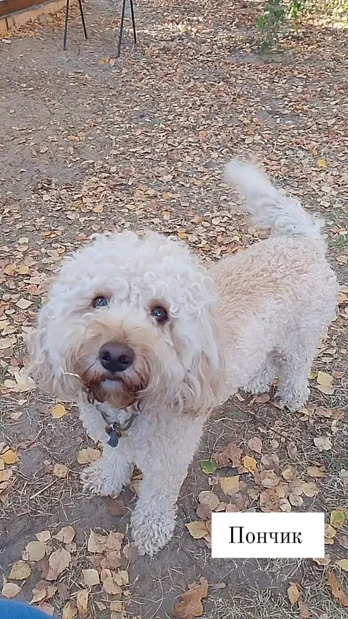 Собака Пончик на передержке за городом