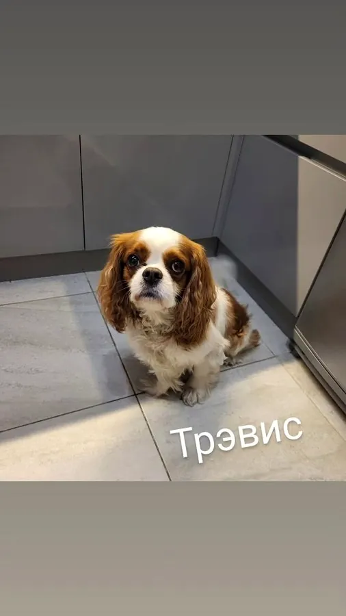Собака Трэвис на передержке за городом